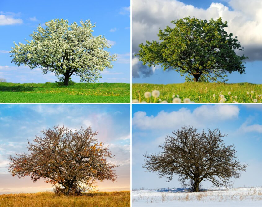 Alone tree in four season