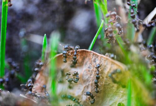 Time Management Lessons from Nature’s Most Organized Creatures