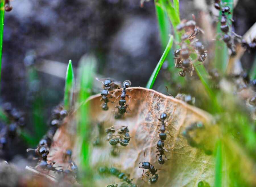 Ants on Plants