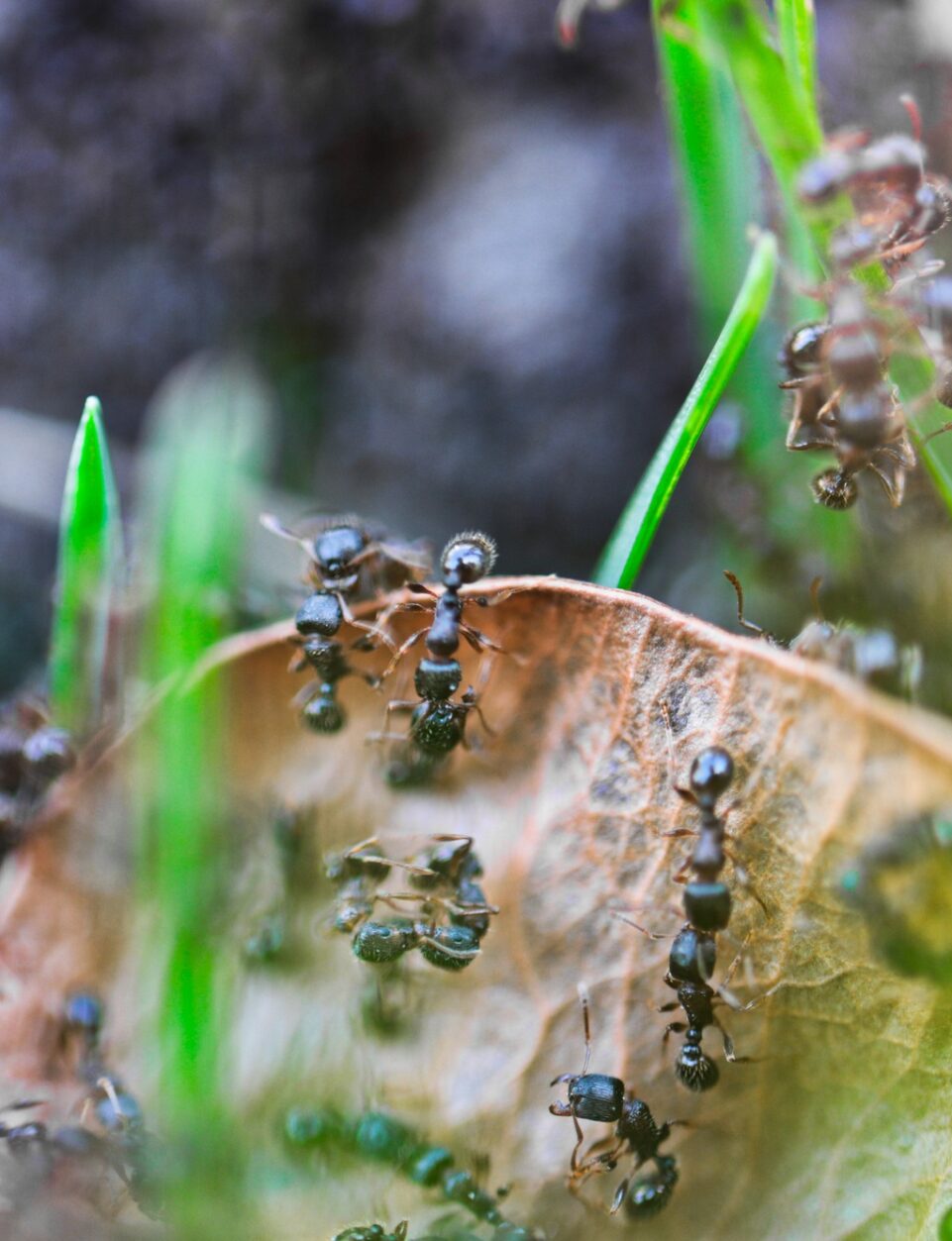 Ants on Plants